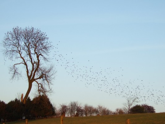 Flock_of_Birds_-_geograph_org_uk_-_296785