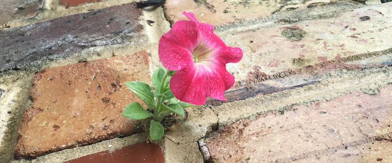 Flower growing out of brick porch! CR 5-16-16 - Version 2 copy
