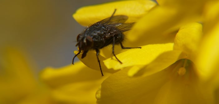 FlyonFLower by marykbaird via Morguefile