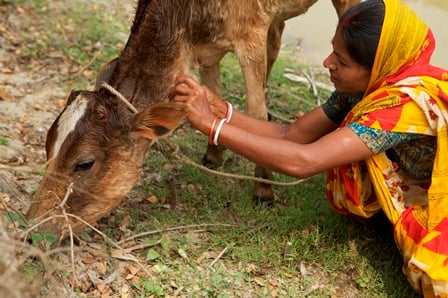 The cow Lisa really wants for Christmas!