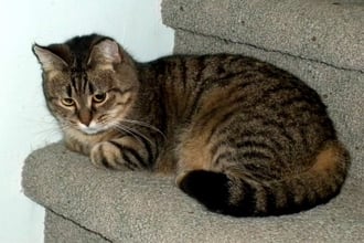 Nearly Feral