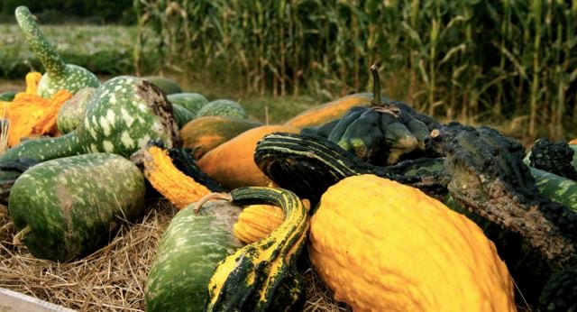 Gourds