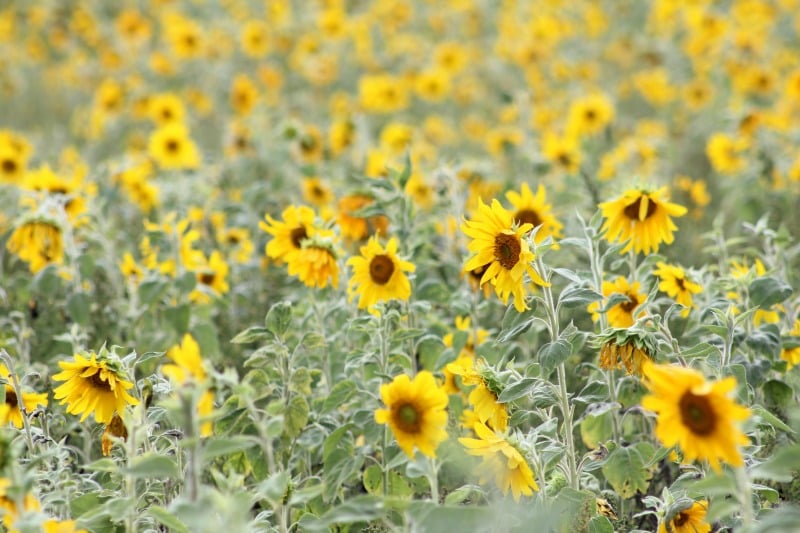 "Fewer races, more ripening, please" by Heidi Bratton (CatholicMom.com)