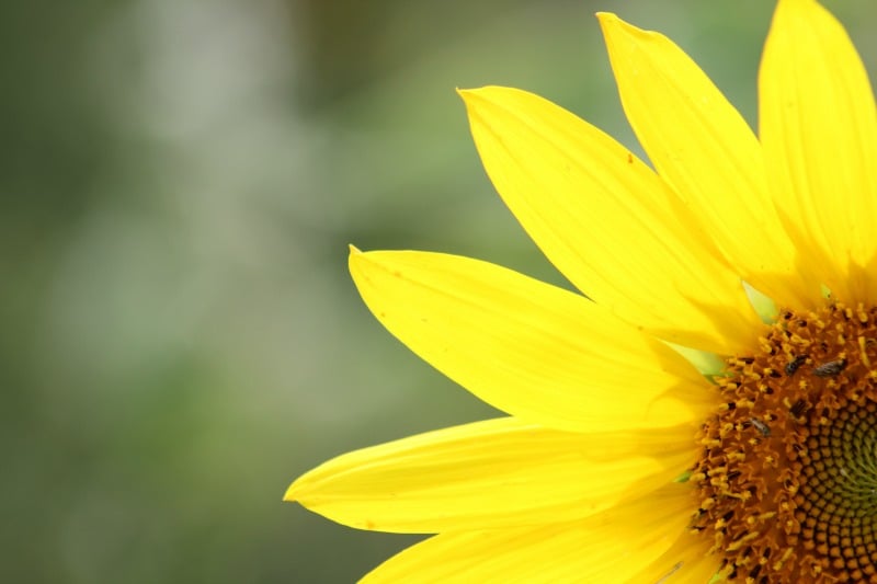 "Fewer races, more ripening, please" by Heidi Bratton (CatholicMom.com)