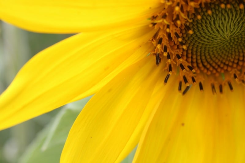 "Fewer races, more ripening, please" by Heidi Bratton (CatholicMom.com)
