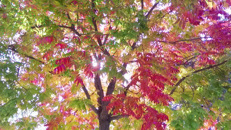 "This fall, pray with the 5 senses" by Ginny Kubitz Moyer (CatholicMom.com)