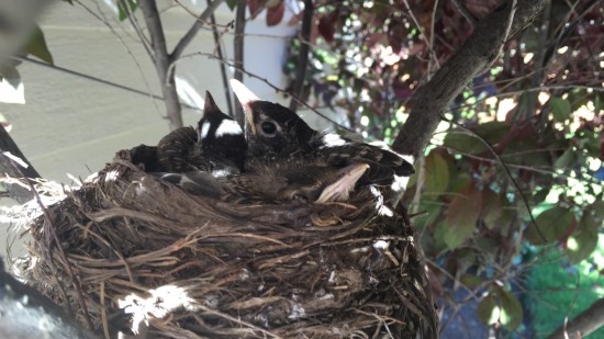 Bird Friends