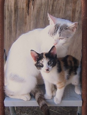 The image in our scribbles was a scared cat. Mamma helped the kitty be less afraid.