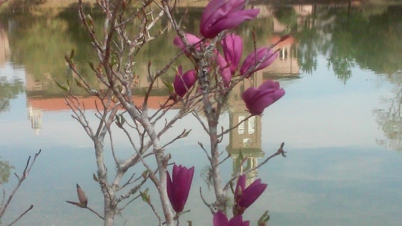 "How Dung Makes Our Faith Bloom With Abundant Flowers" by Judy Klein (CatholicMom.com)