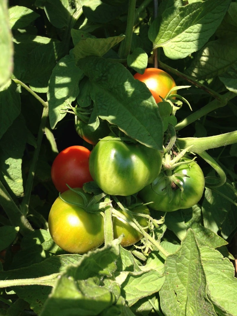 "Meatless Friday: Easy Slow-Cooker Ratatouille" by Stephanie Landsem for CatholicMom.com