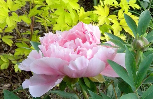Peony and bleeding heart 2
