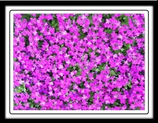 Purple Flowers