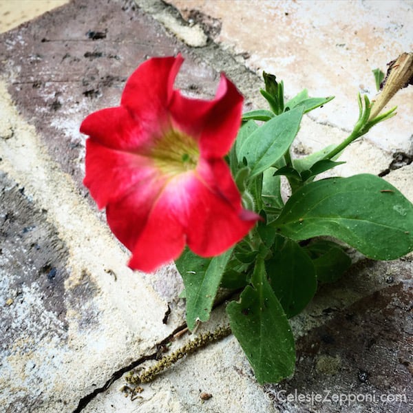 Red Petunia CR