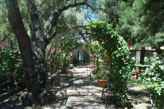 Rose Arbor at Mission San Juan Baptista