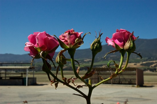 Roses at Mission Soledad