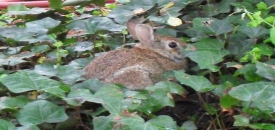 Death to life to bunnies. Photo copyright Jay Cuasay. All rights reserved.