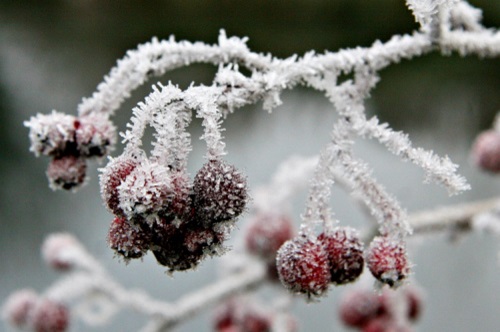 Snow Berries file5661292957207