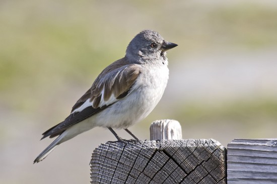 "Her Eye is on the Sparrow" for CatholicMom.com by Jessica Ptomey