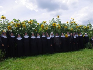 SunFlowers.1