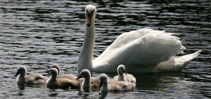 swan_family by hotblack (2012) via Morguefile 