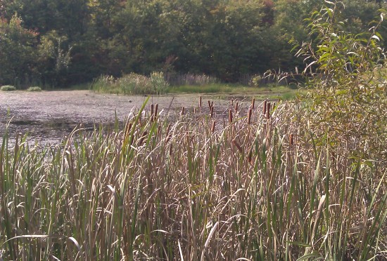 The Cattails