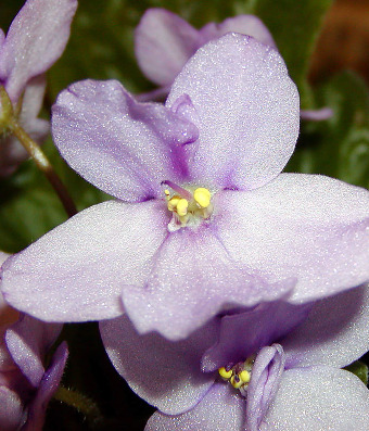 The Miracle of the Violet