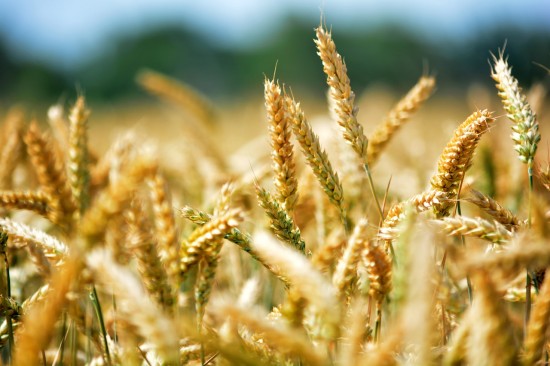 The Parable of the Wheat and the Tares