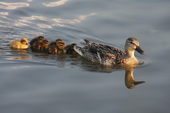 What First Communion Class and Ducklings Have in Common