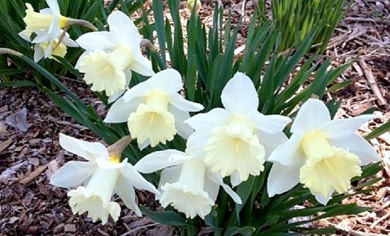White Daffodils MRR