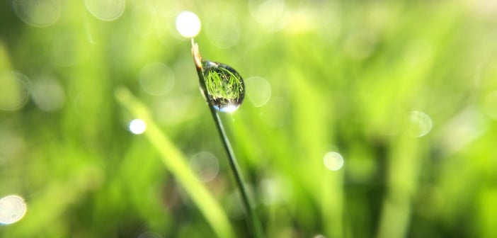 XIHNh8vm Grass
