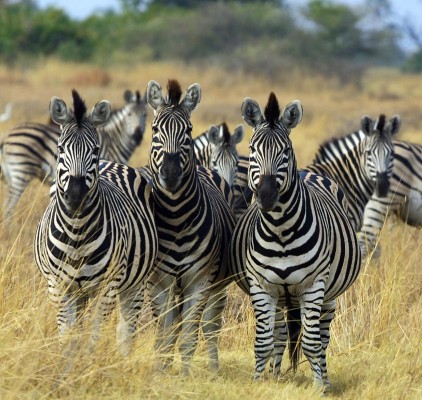 Photo by Paul Maritz, available from http://commons.wikimedia.org/wiki/File:Zebra_Botswana_edit02.jpg