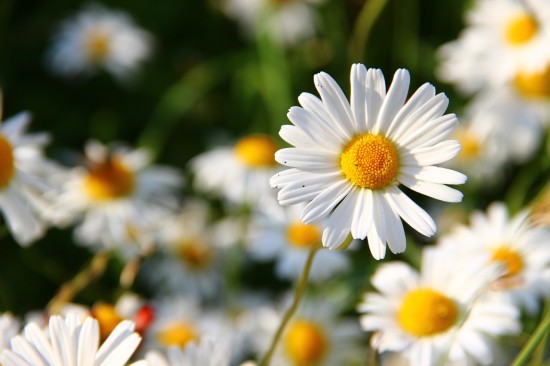 abundant life