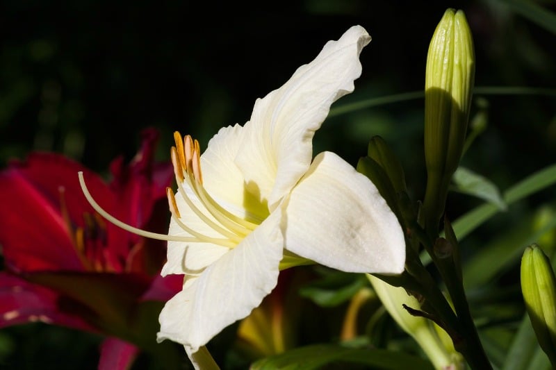 "Assumption LIlies for Mary's Garden" by Margaret Rose Realy, Obl. OSB (CatholicMom.com)