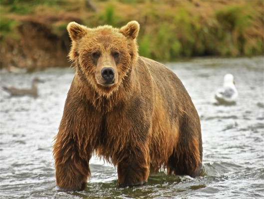 Image Credit: Bear in Nature 1 by Cristiano Galbiati (2013) on Freeimages.com.