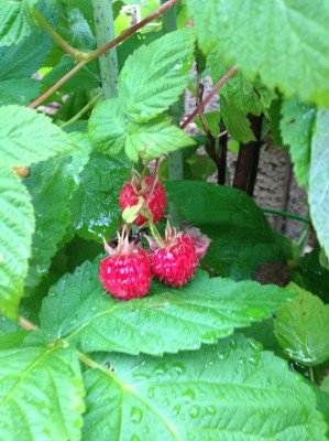 Stopping and Smelling the Berries
