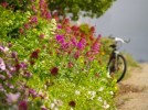 bike-with-flowers-762217-m