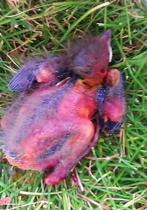 bird