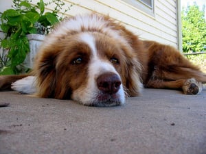 Homeschooling: What to Do about Boredom