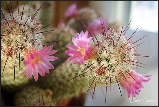 cactus with flowers and thorns