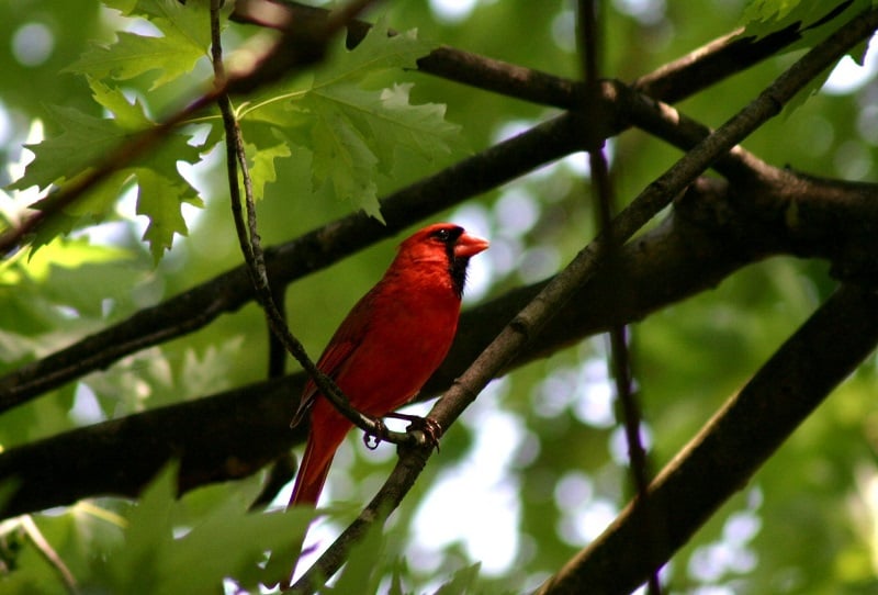 Cardinal, by katmystiry, morguefile.com. 