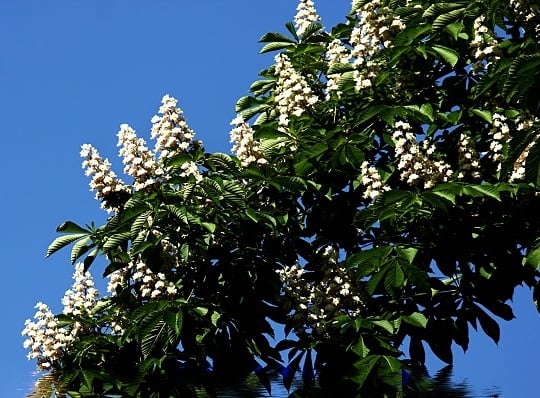 chestnut file000467889273
