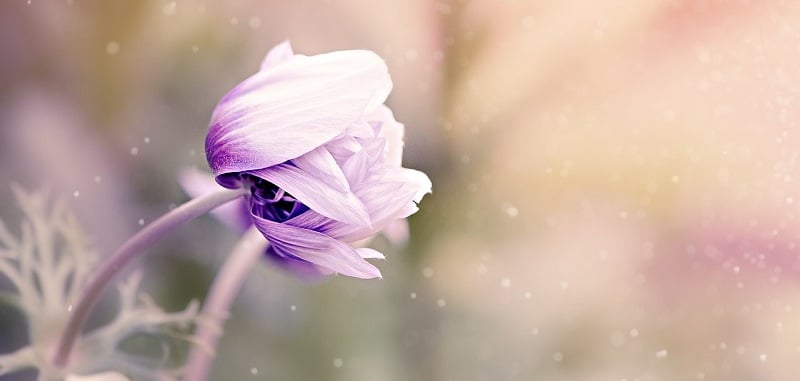 "Working on Humility, Still." by Margaret Rose Realy, Obl. OSB (CatholicMom.com)