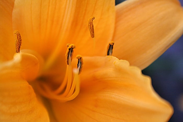 Image Daylily by aconant, morguefile.com.