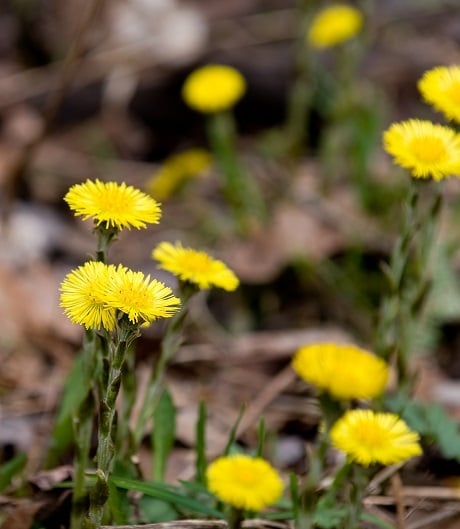 coltsfoot file6071241272655