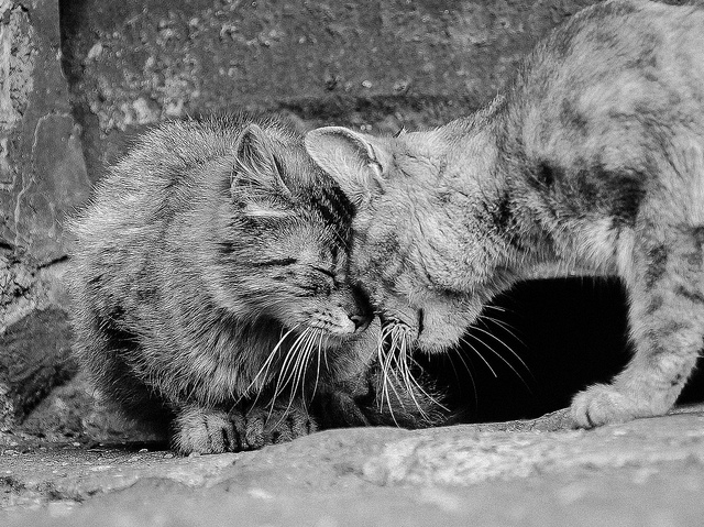 comfort by beverley goodwin Jay and I love watching online kitten cams together.