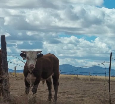 A New Mexico Scene 