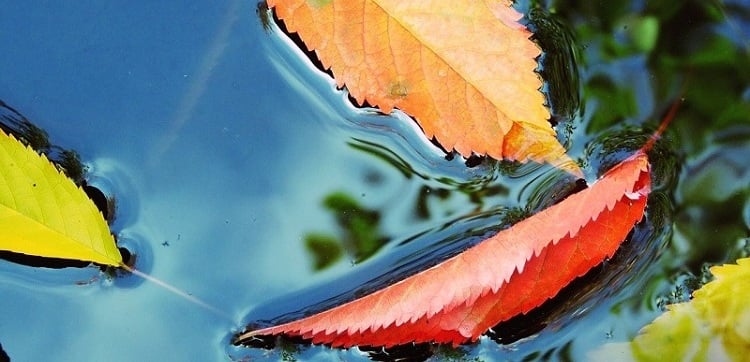Image, Leaves, by Papaya45, pixabay.com, public domain.