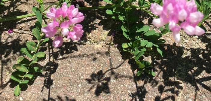 custom-Custom_Size___Delicate_Flower
