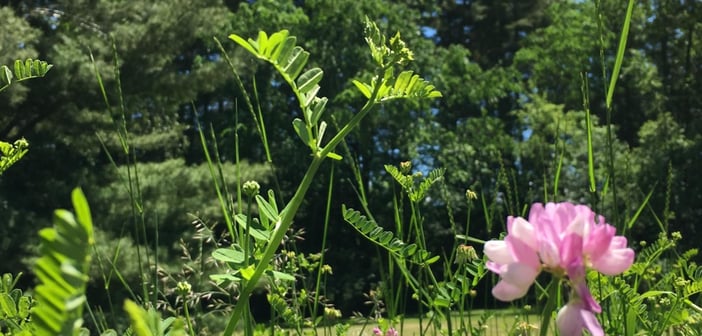 custom-Custom_Size___Delicate_Flower_Sky