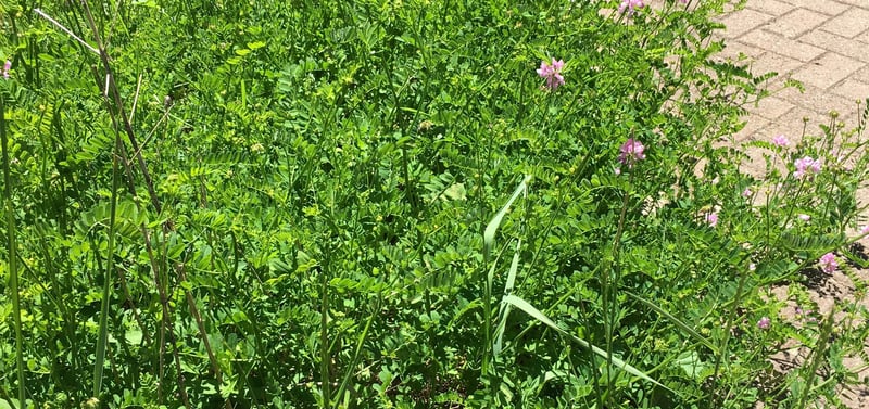 custom-Custom_Size___Weeds_out_of_control